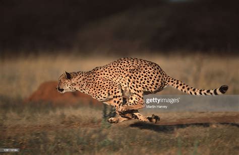 Side View Of A Cheetah Acinonyx Jubatus Running Can Run Up To Speeds Of Up To 120 Kmhr High-Res ...