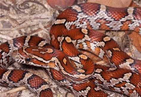 Red Cornsnake – Florida Snake ID Guide