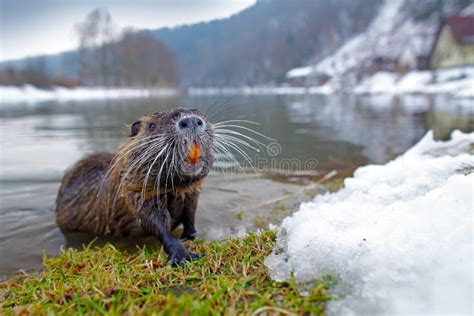 Nutria in River Habitat. Nutria, Wide Angle with Forest Stock Photo ...