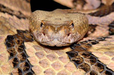 CalPhotos: Crotalus horridus; Timber Rattlesnake