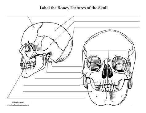 43 skull labeling worksheet answers - Worksheet Master