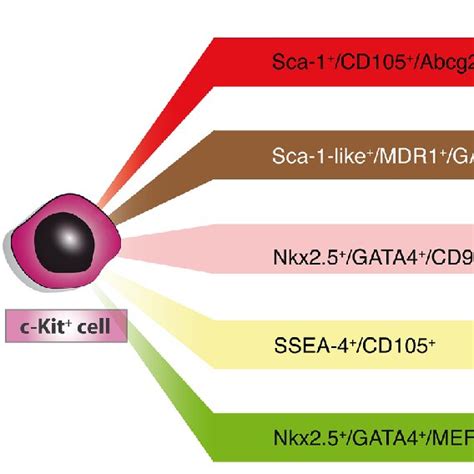 c-kit ? cell preconditioning. c-kit ? cells were pre-treated by means ...