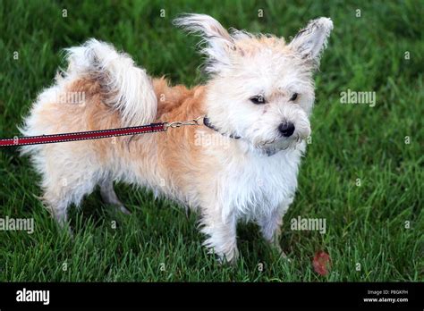 Hannover, Germany, Maltese Mix Stock Photo - Alamy