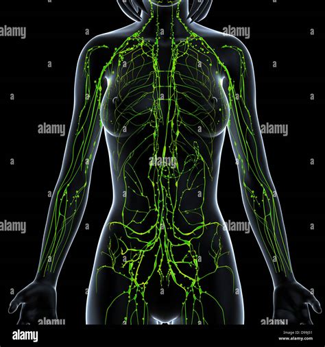 Female Groin Lymph Nodes Diagram