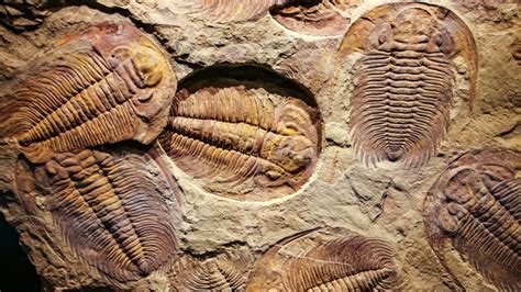 Supercomputer scours fossil record for Earth’s hidden extinctions