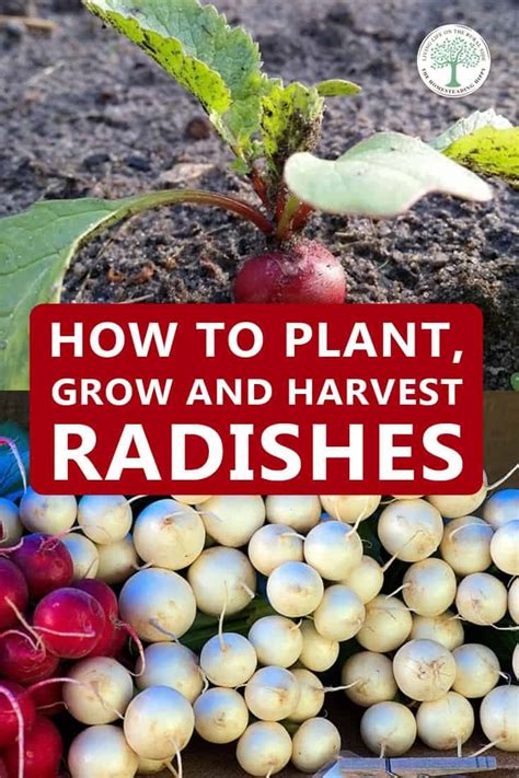 How to Plant, Grow and Harvest Radishes