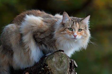 Norwegian Forest Cats [Facts & Personality Traits]