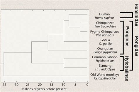 Anthropoid Classification: traditional