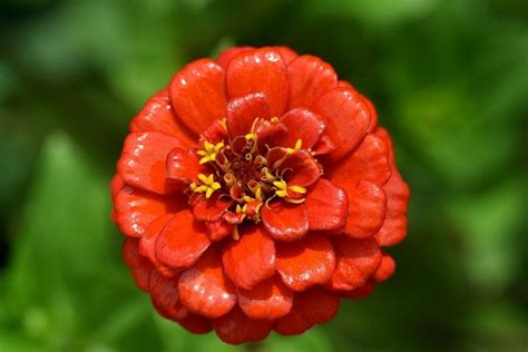 Marigold Flower Meaning, Symbolism, and Folklore - Petal Republic