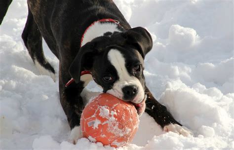 Best Boxer Dog Toys - [Top 10 Toys for the Boxer Breed]