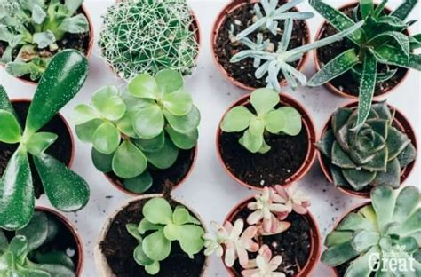 A Guide to Succulents For Beginners | Gardening is Great