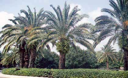 Palms - Pruning - Landscape plants - Edward F. Gilman - UF/IFAS