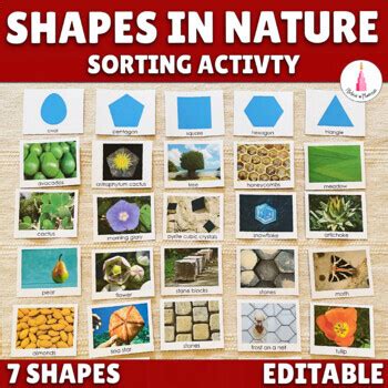 2D Shapes Sorting Activity Math Center - Montessori Shapes in Nature