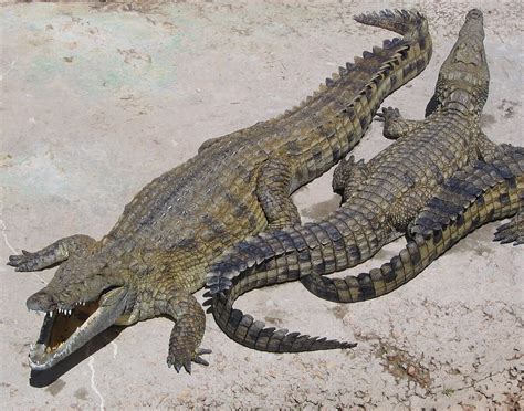 Nile crocodile - Wikipedia