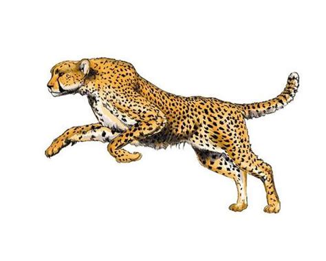 Cheetah Vector Art, Icons, and Graphics for Free Download