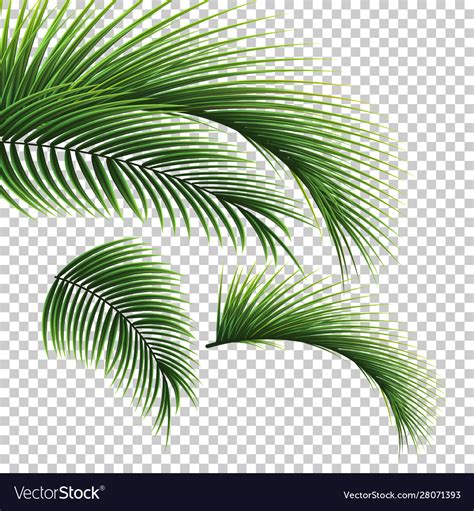 Palm leaves green leaf tree Royalty Free Vector Image