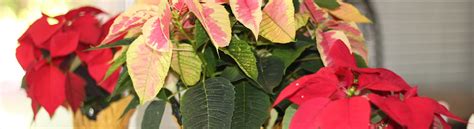 Winter Houseplants and Indoor Plants | Calloway's Nursery