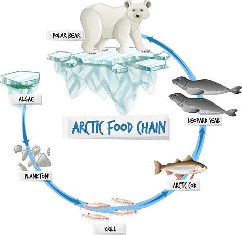 Arctic Food Chain Diagram Concept 2178249 Vector Art at Vecteezy