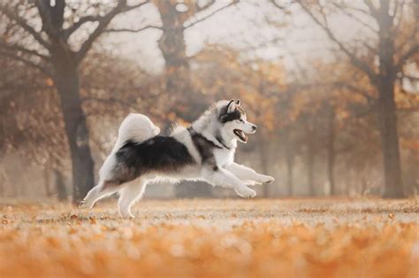 9 Alaskan Malamute Colors That Will Take Your Breath Away