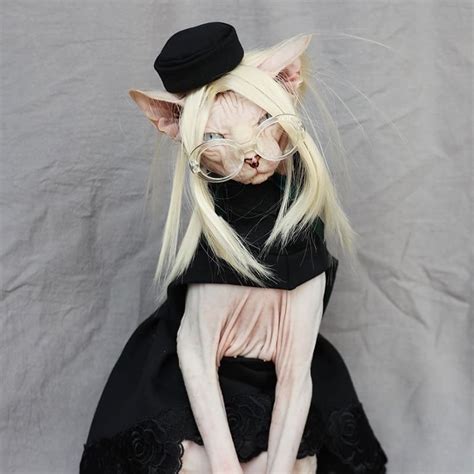 Sphynx Cat Wig | Wigs for Sphynx Cats, Wig for Sphynx Cat 😸