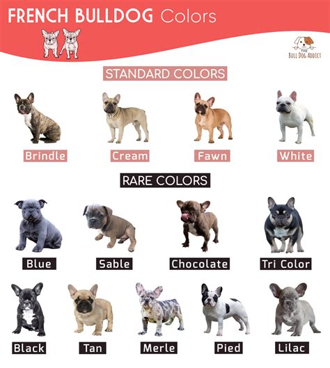 List of French Bulldog Colors With Facts and Pictures