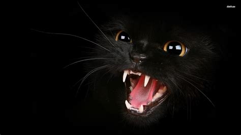 🔥 Download Black Cat Background Image by @whenry12 | Blackcat Backgrounds, Blackcat Backgrounds,