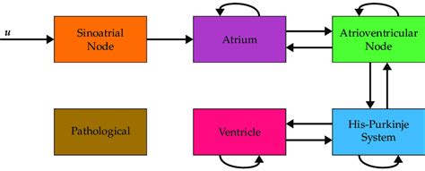 Block diagram of the assumed connectivities between the six considered ...