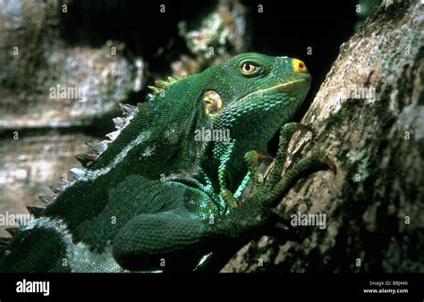 crested iguana fiji Stock Photo - Alamy