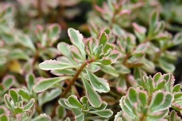 The 15 Best Cold-Weather Plants That Can Withstand Harsh Winter Temps | Hunker