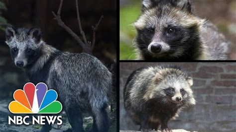 Raccoon dogs linked to Covid-19 origins, new data suggests - YouTube