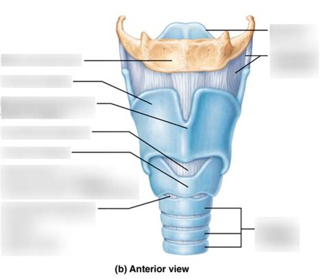 Human Larynx Diagram