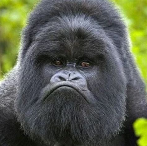 Ten Grumpy Animals Who You Wouldn't Want to Make Angry