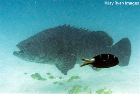 Epinephelus lanceolatus, Marshall Islands