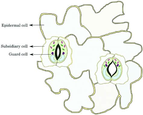 Leaf Stomata Diagram