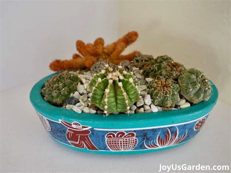 Cactus Arrangement DIY: Create & Care For A Cactus Dish Garden