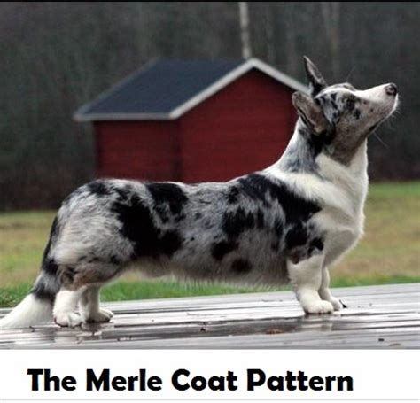 Seven Fascinating Dog Coat Color Patterns - Dog Discoveries