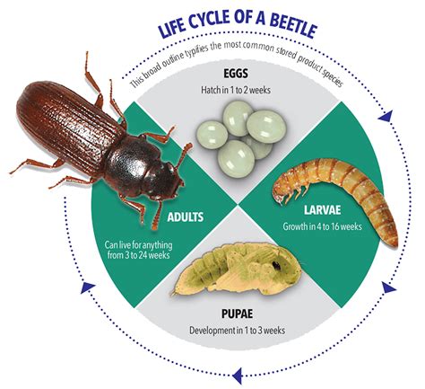 Flour Beetle Life Cycle