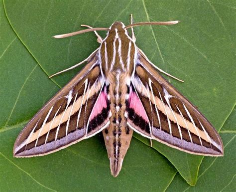 White Lined Sphinx Moth: Identification, Life Cycle, Facts & Pictures