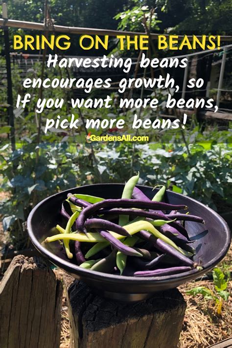 Harvesting-Beans - GardensAll