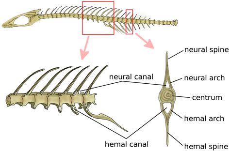 Biomimetics | Free Full-Text | The Spine: A Strong, Stable, and ...