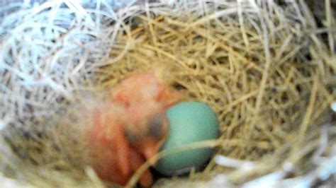 baby birds hatching - YouTube