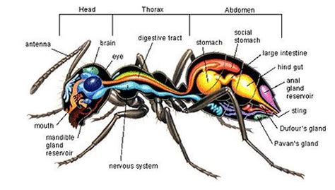 Anatomy of an ant, #anatomy #Ant | Ants, Anatomy, Ant insect