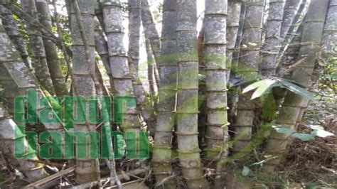 Jual Bambu Betung/Bambu Petung Murah | Sukabumi