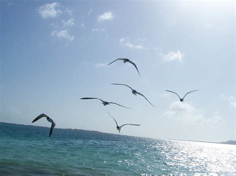 White seagulls flying on a Caribbeans beach Free Photo Download | FreeImages