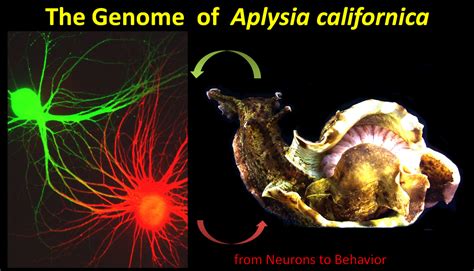 Phylum Mollusca Aplysia