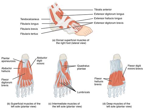 File:1124 Intrinsic Muscles of the Foot.jpg - Wikimedia Commons