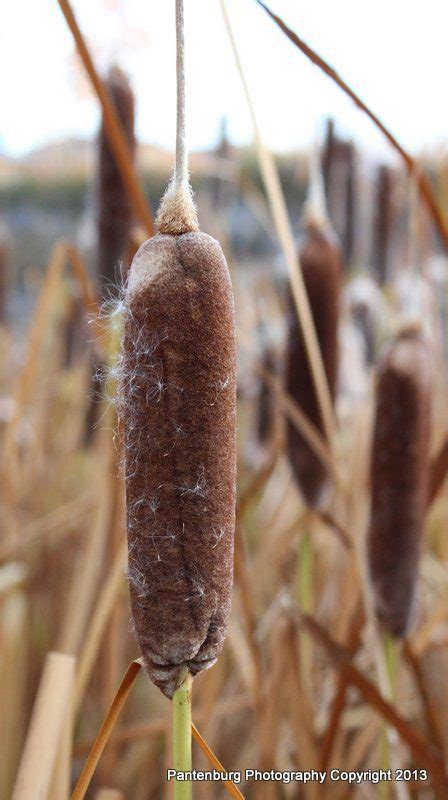 Edible plants video: How to tell look-alike poison iris from cattails ...