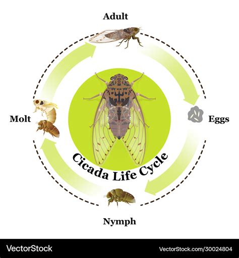 Cicadas Life Cycle - Trillions Of Cicadas Coming After 17 Years Underground - Each population of ...