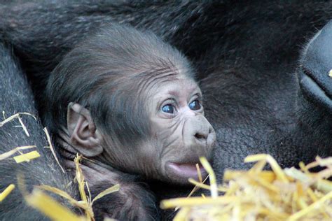 New baby gorilla born at Port Lympne Hotel & Reserve, near Hythe