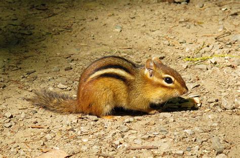 Pets: Chipmunks